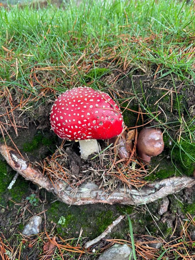Craggan Lägenhet Dornoch Exteriör bild